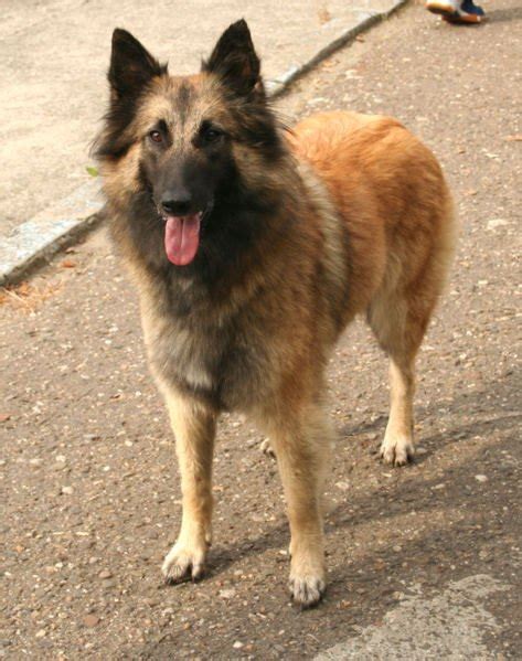 pediater tervuren.
